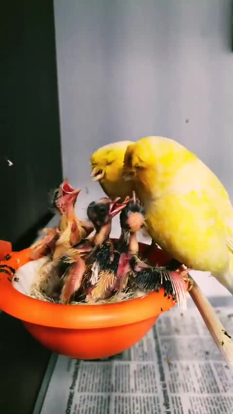 Beautiful bird sounds in the world3