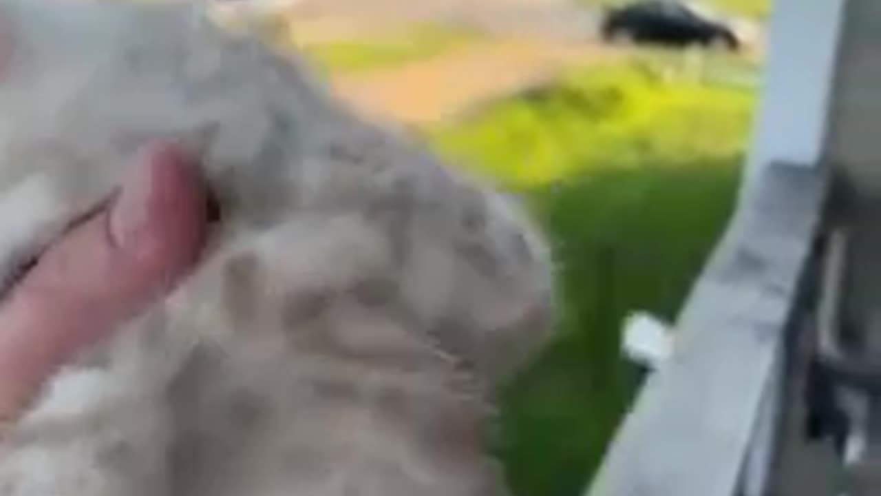Mama cats comes running home to kitten’s cry| viral video