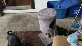 Morning mischief