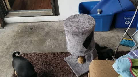 Morning mischief