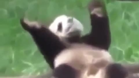 Funny panda dancing