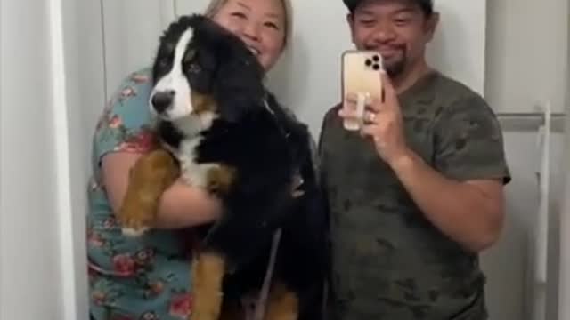 Owners Show Dog's Growth Over Months By Holding Her in Front of Mirror