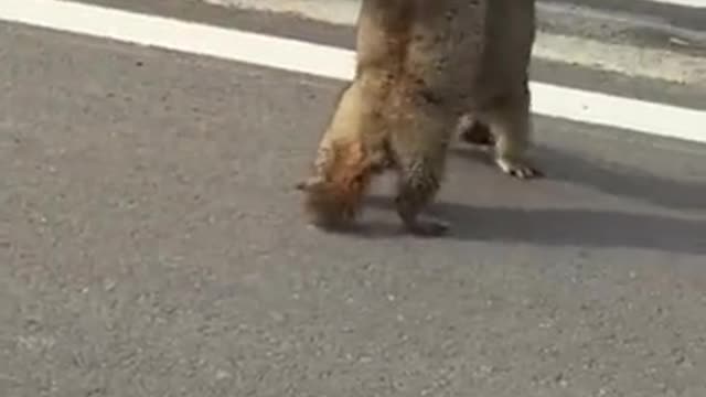 Two kangaroos who love fighting.