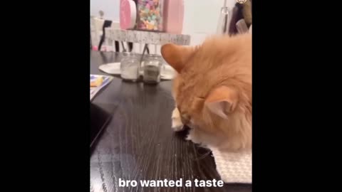 Quit cat funny 😂 cat funny animal video cat