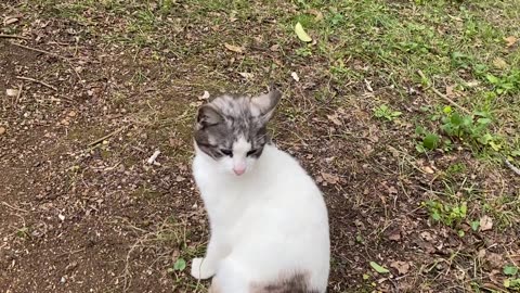 Cute Cats living in the park I have never seen so many Cats