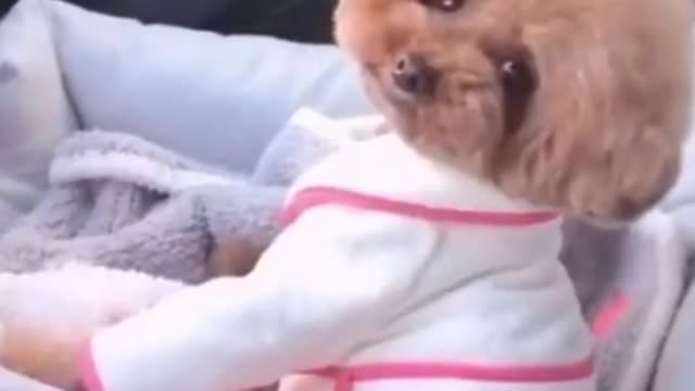 Fluffy dog react to phone sounds