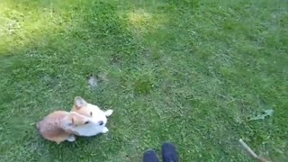 Cows entertained by dog playing fetch