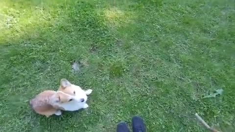 Cows entertained by dog playing fetch