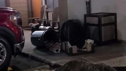 Bear Takes Apart Garbage and Eats Near Crowd