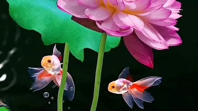 to reflect back her blushes