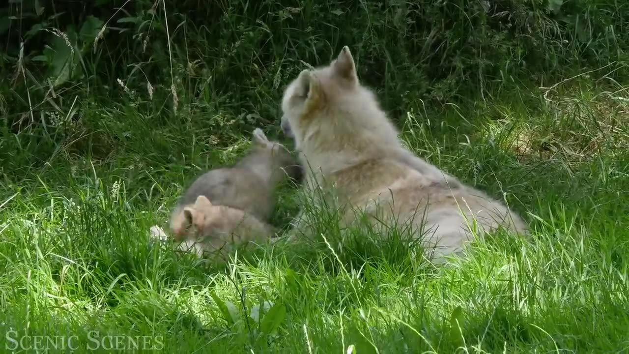 BaBy animals