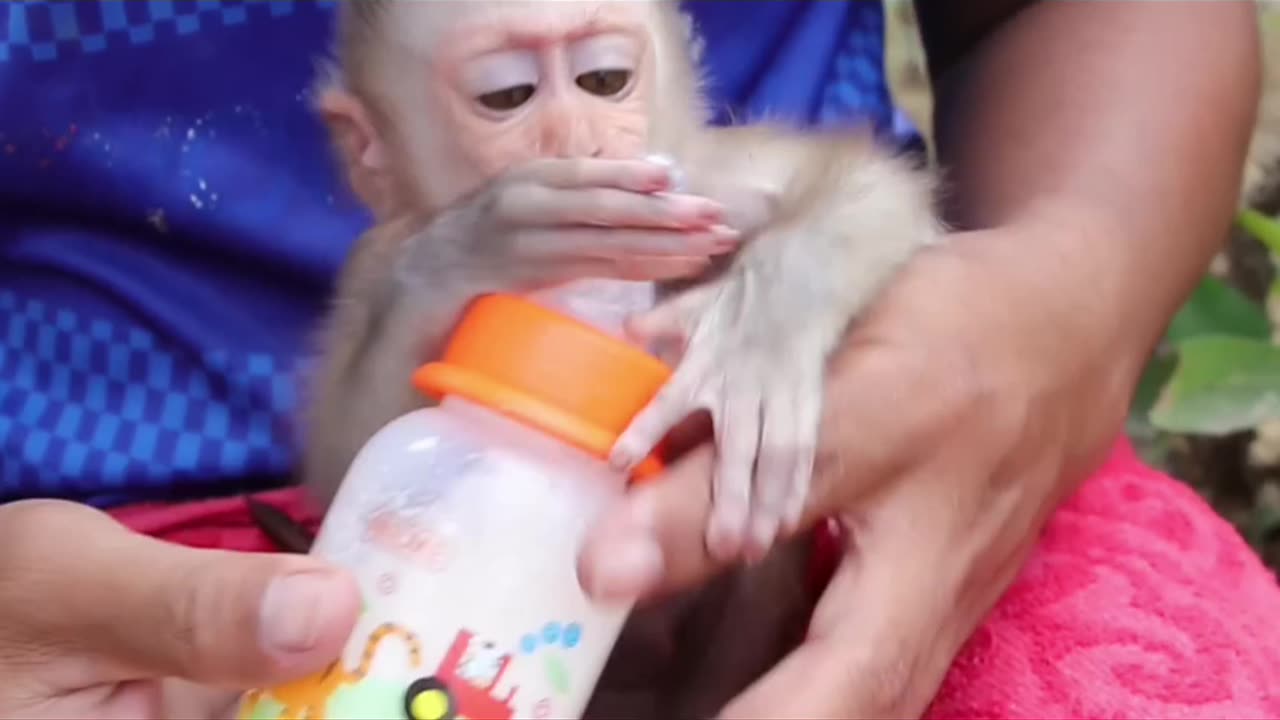 Cute monkey baby part 1 #rumblevideos