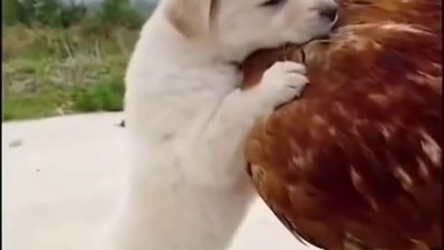 Dog and hen best funny moments 😁