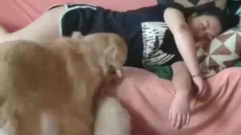 Funny dogs actions