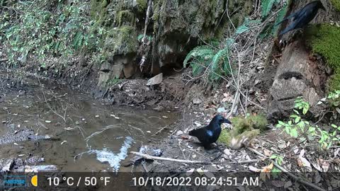 Ravens Looking for Bugs