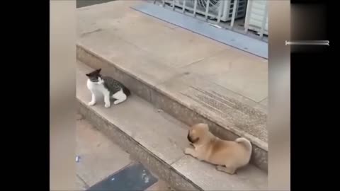 Cute Cat vs cute dog funny animal video.