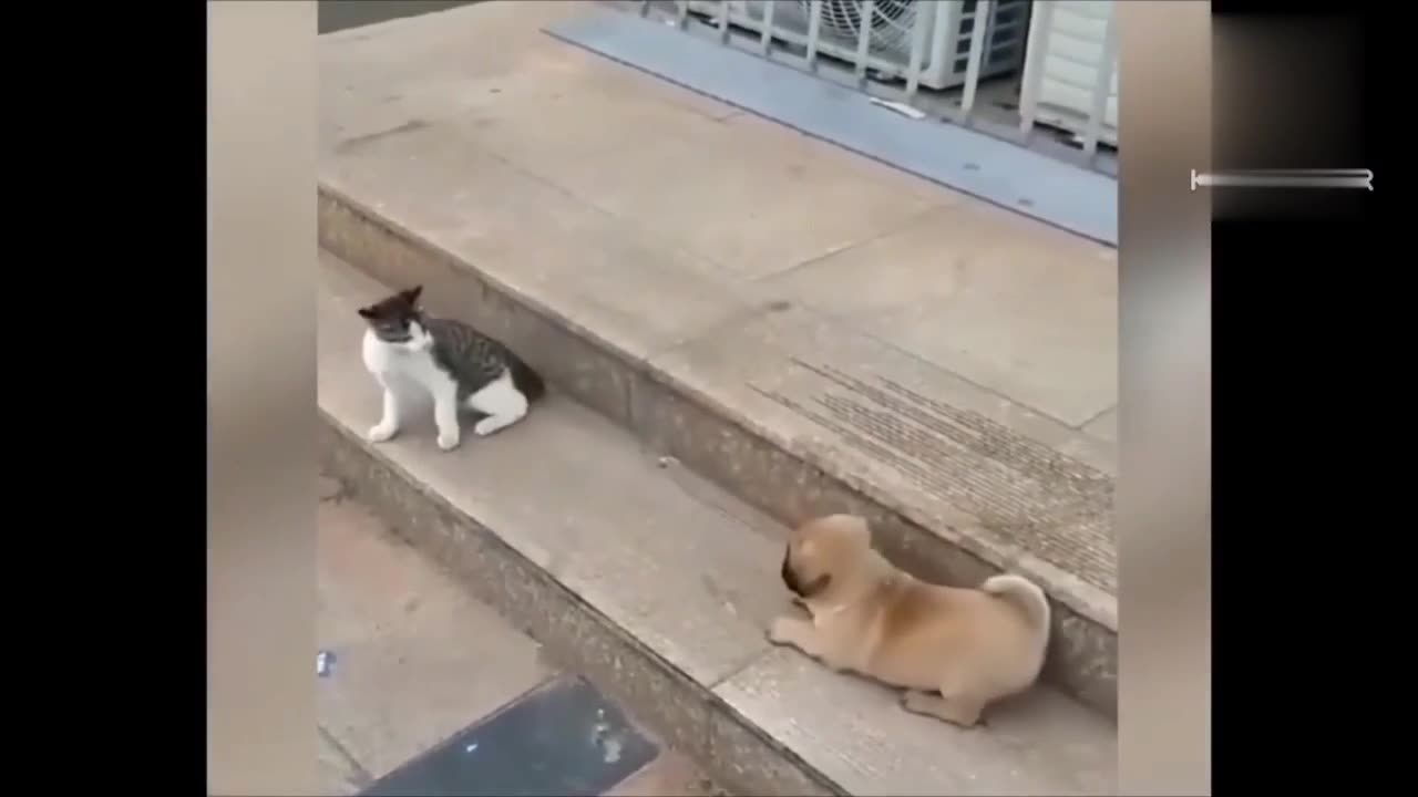 Cute Cat vs cute dog funny animal video.