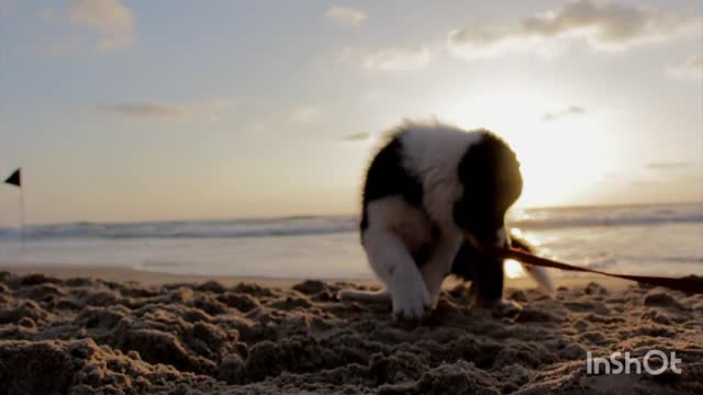 A little dog playing in the sand on the beach💓