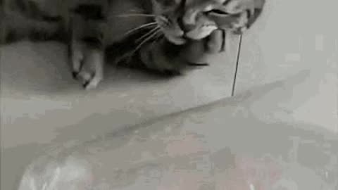 Cute Cat Gif