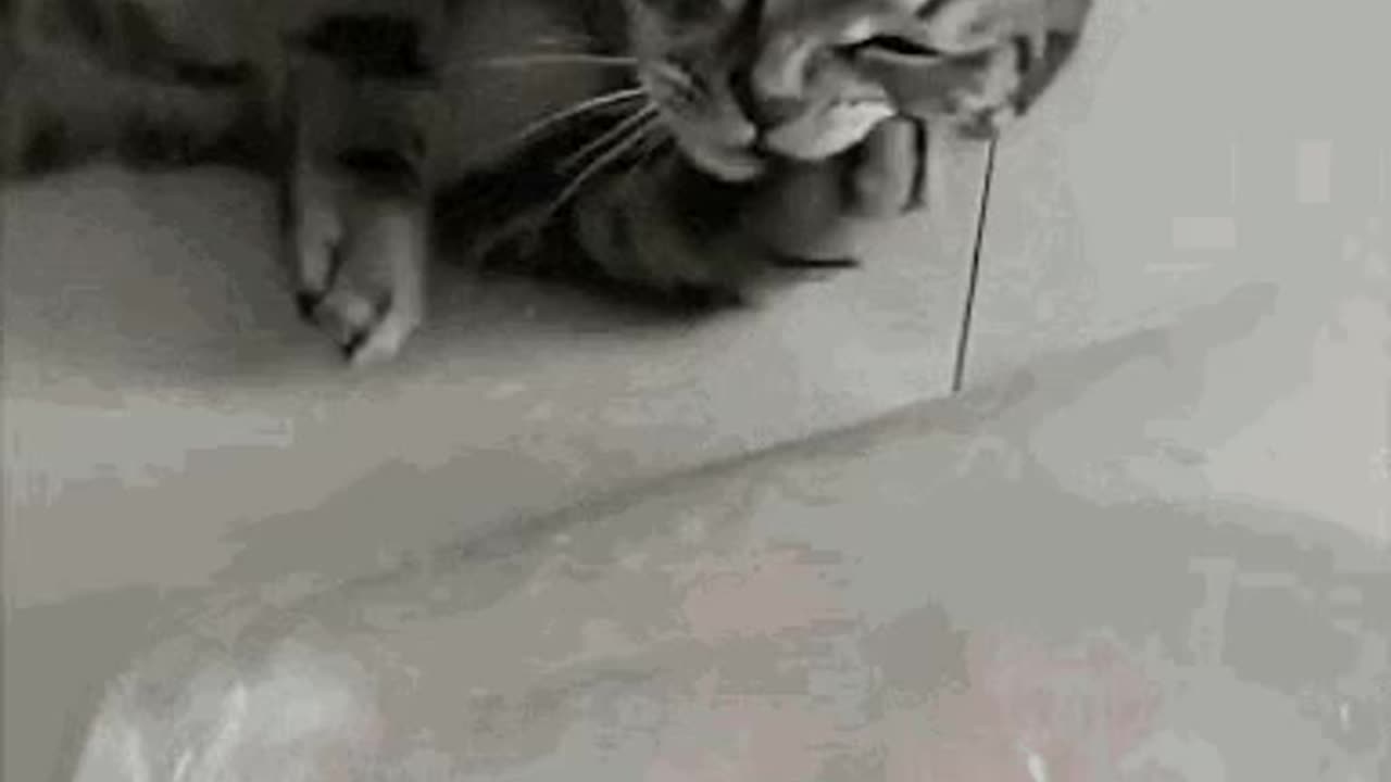 Cute Cat Gif
