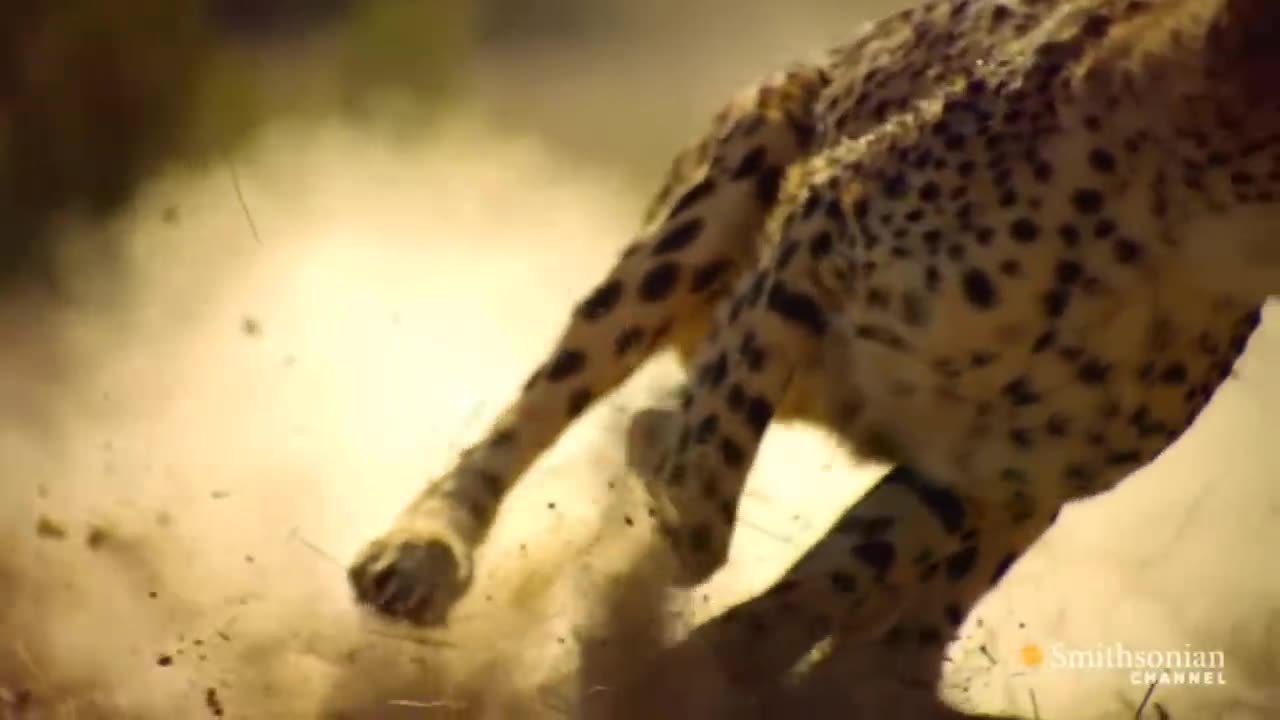 Cheetah - Chase Compilation