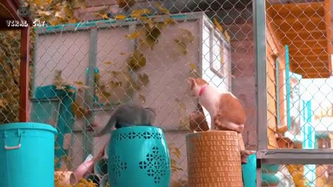 Cat and kitten beautiful scene 😂