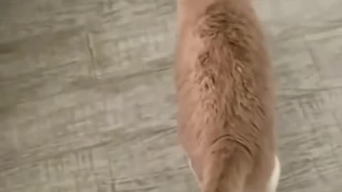 Animal funny moment