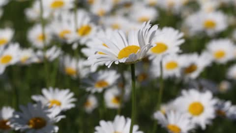 Beautiful flowers