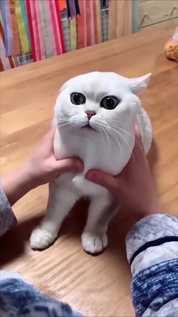 Cat Rumble funny cat