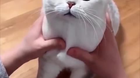 funny cat