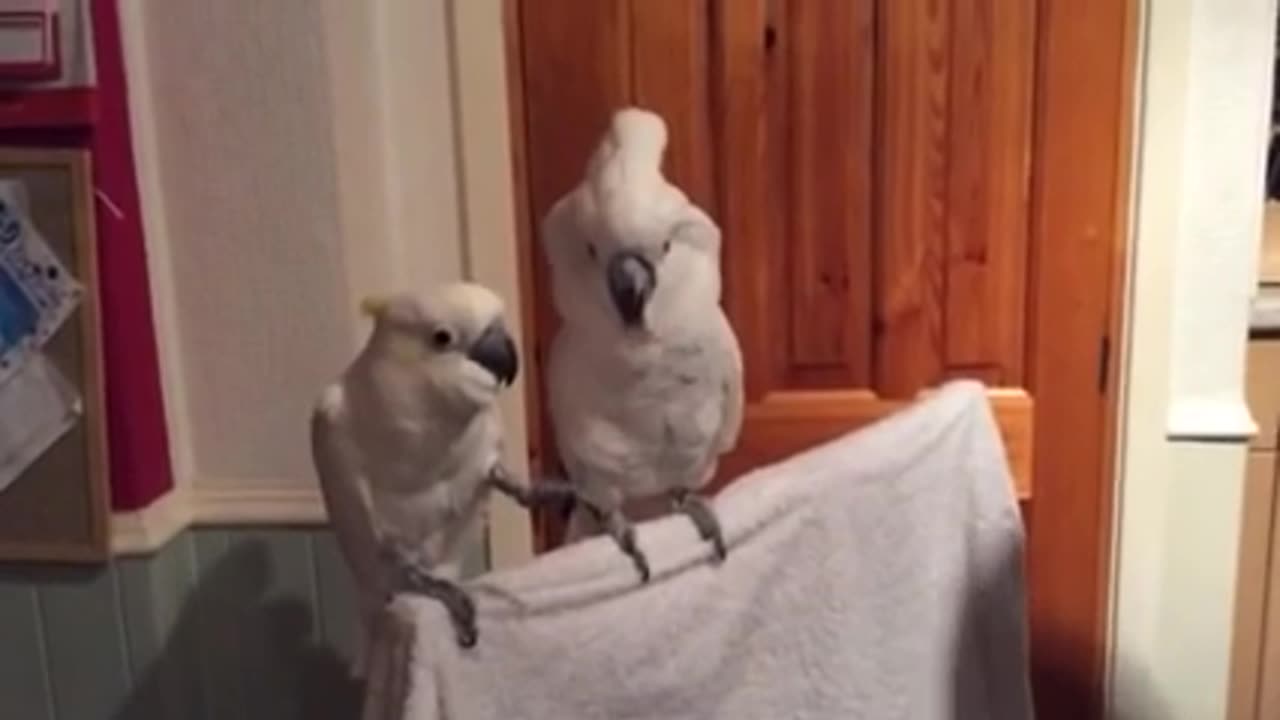 Cockatoos Dancing To Elvis