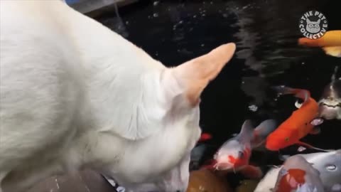 Funny Animals