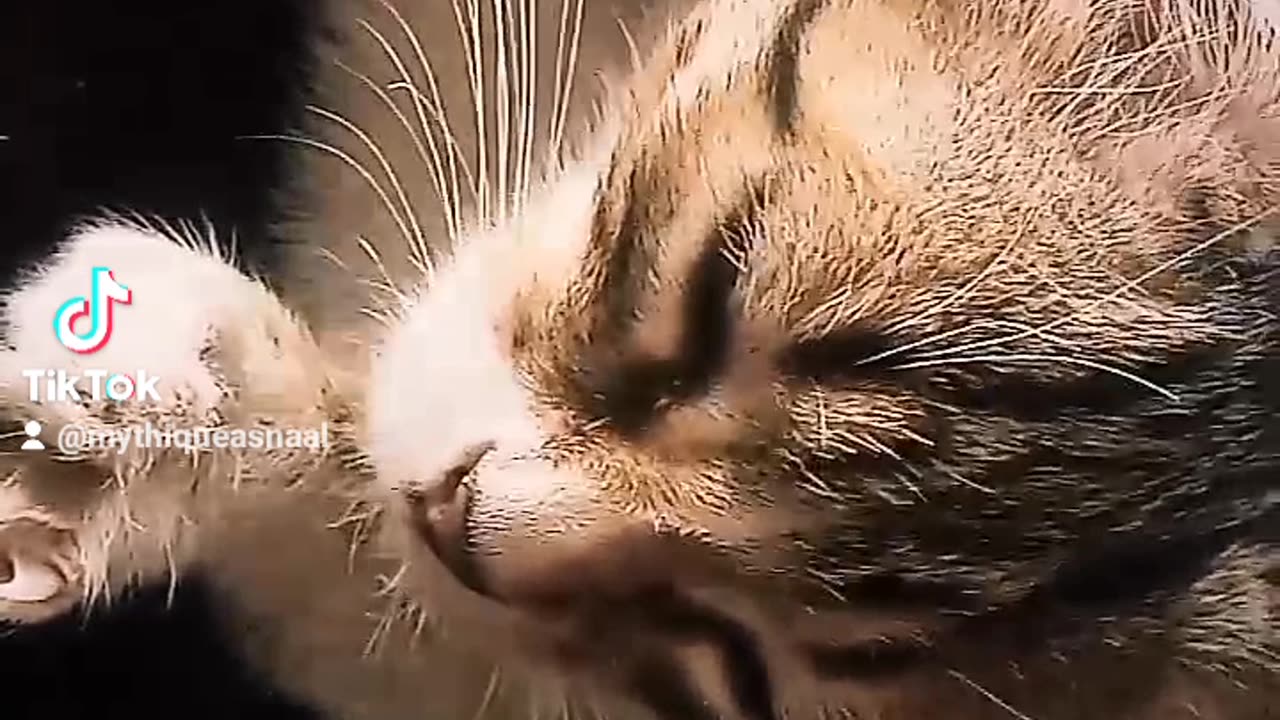 Cute cat