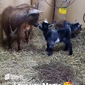Baby goat loving his Mama