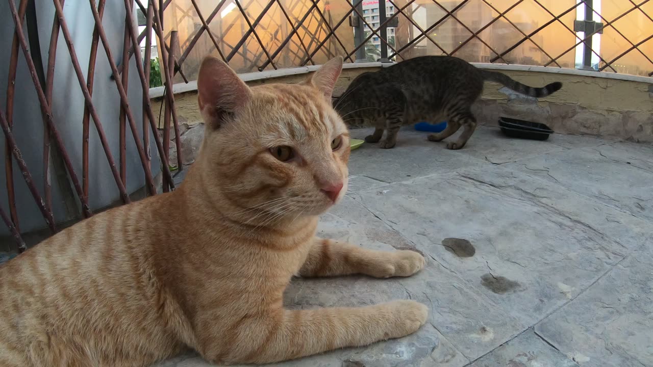 ED SHEERAN & MICHAEL JACKSON - Homeless cats in Ras Al Khaimah, UAE #cat #EdSheeran #MichaelJackson