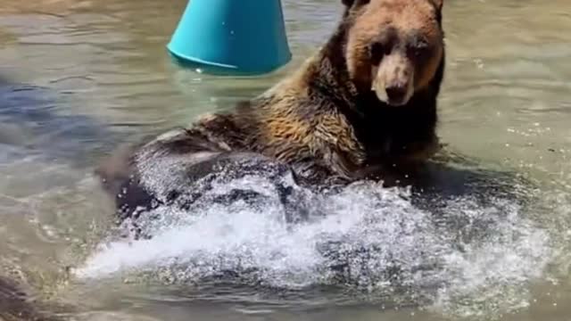 A bear who can enjoy himself