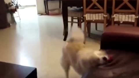 Dog tries to fly *Hilarious*