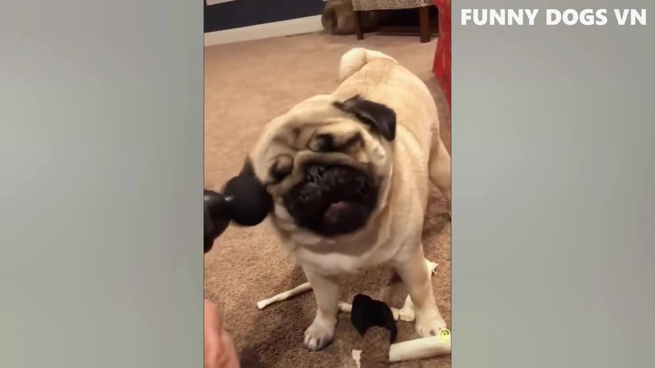 Funniest Animals Video - Funny Dogs And Cats - Try Not To Laugh Animals