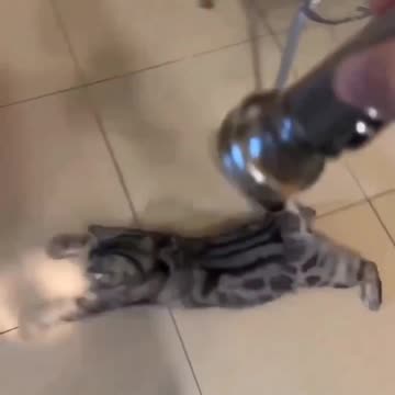 Funny cat 😂 trying to grab light 🚨 Joy Funny Factory