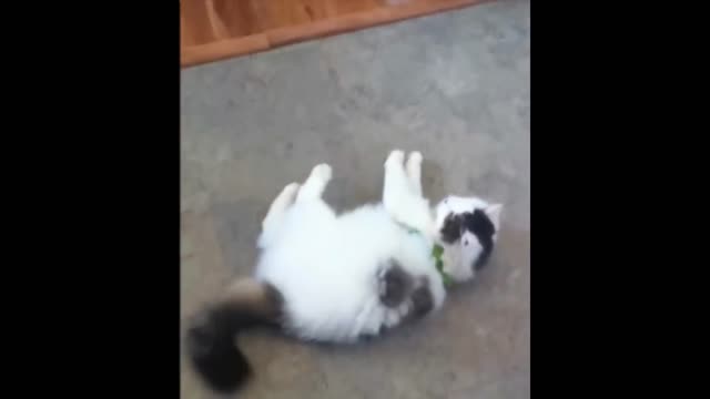 funny cat complication