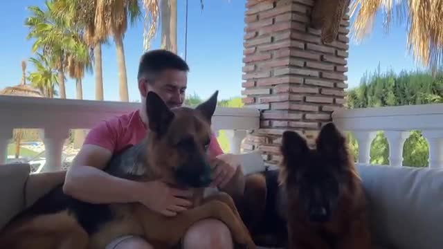 Cuddling with my German Shepherds [Cuteness Overload]