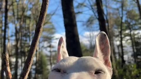 My dog finding a cute little stick