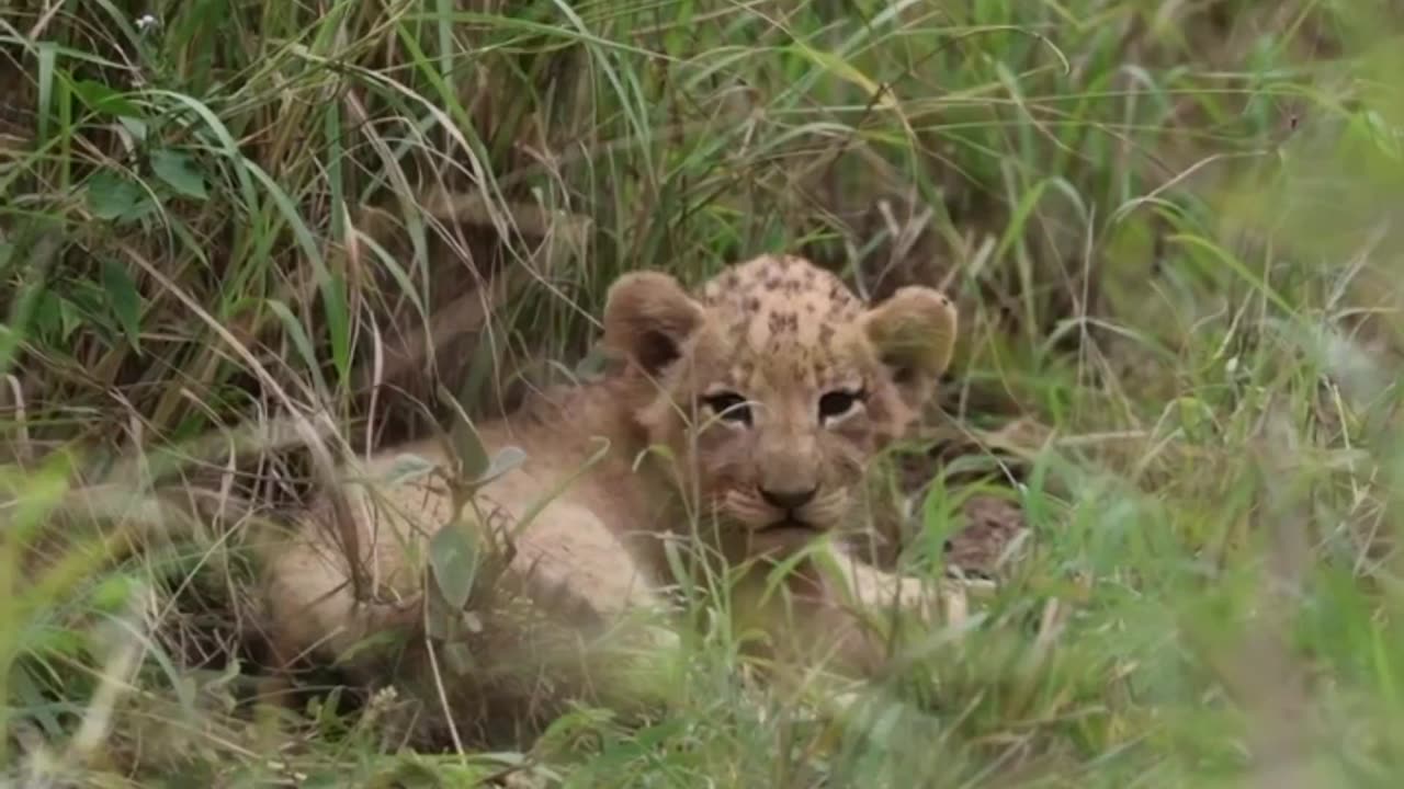 Brand new Lion Cub ❤️