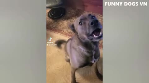 Animal funny video