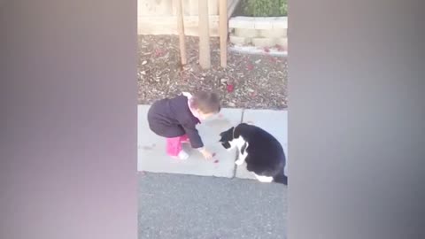 Funniest !! dog and 😸cats- awesome funny 😇 animal vidio !! 😸 funny dog vidios