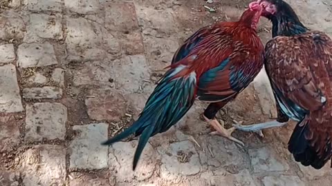 Aseel hens fight during sleep