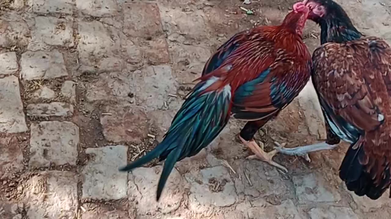 Aseel hens fight during sleep