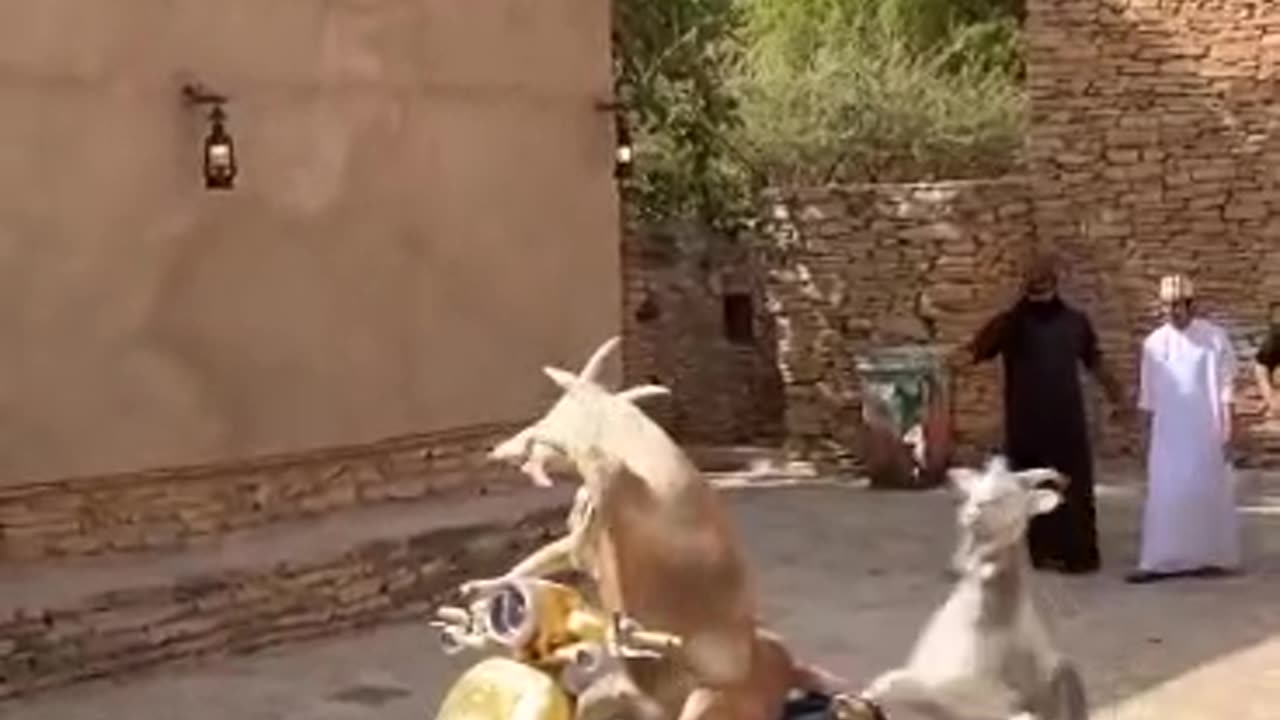 Eid UL Adha funny goat