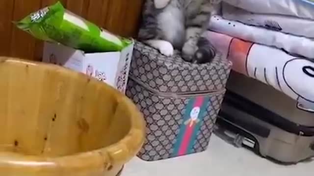 Beautiful Cats Dance