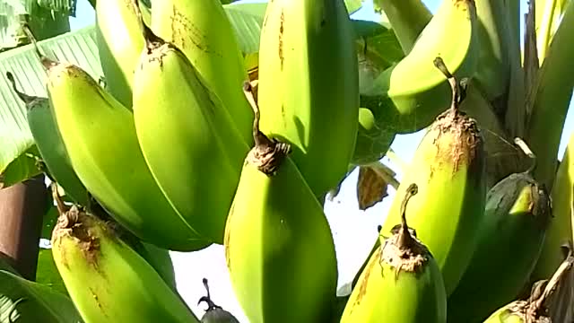 Banana